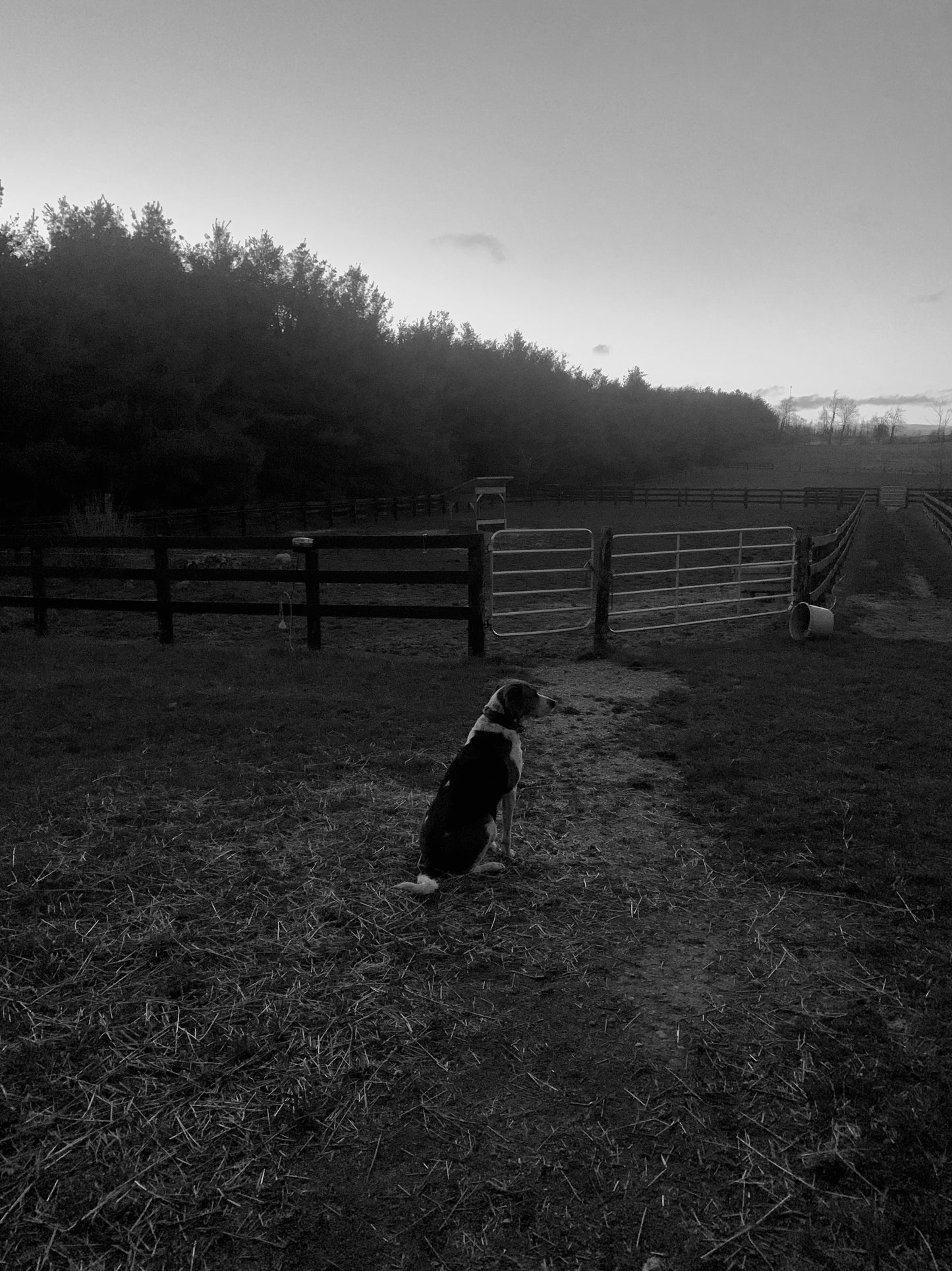 “Farm Dog” Photograph Print