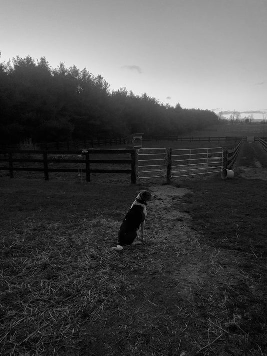 “Farm Dog” Photograph Print