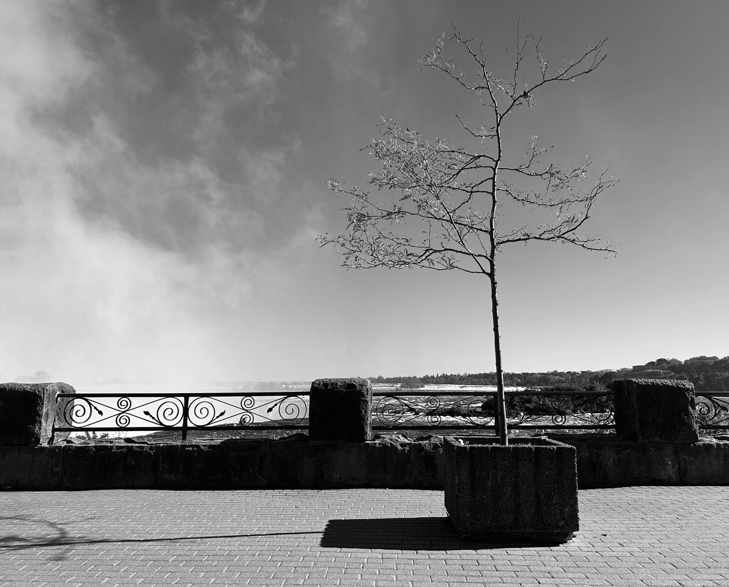 “Lone Tree” Photograph Print